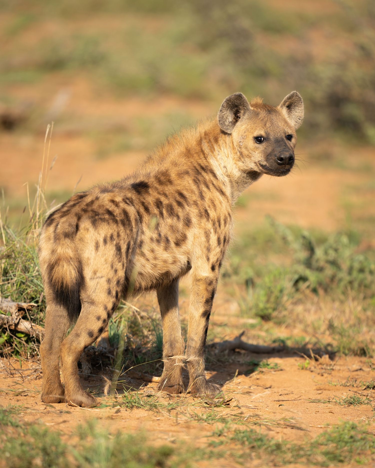 A spotted hyena stands alert on sandy ground with its characteristic sloping back and rounded ears.