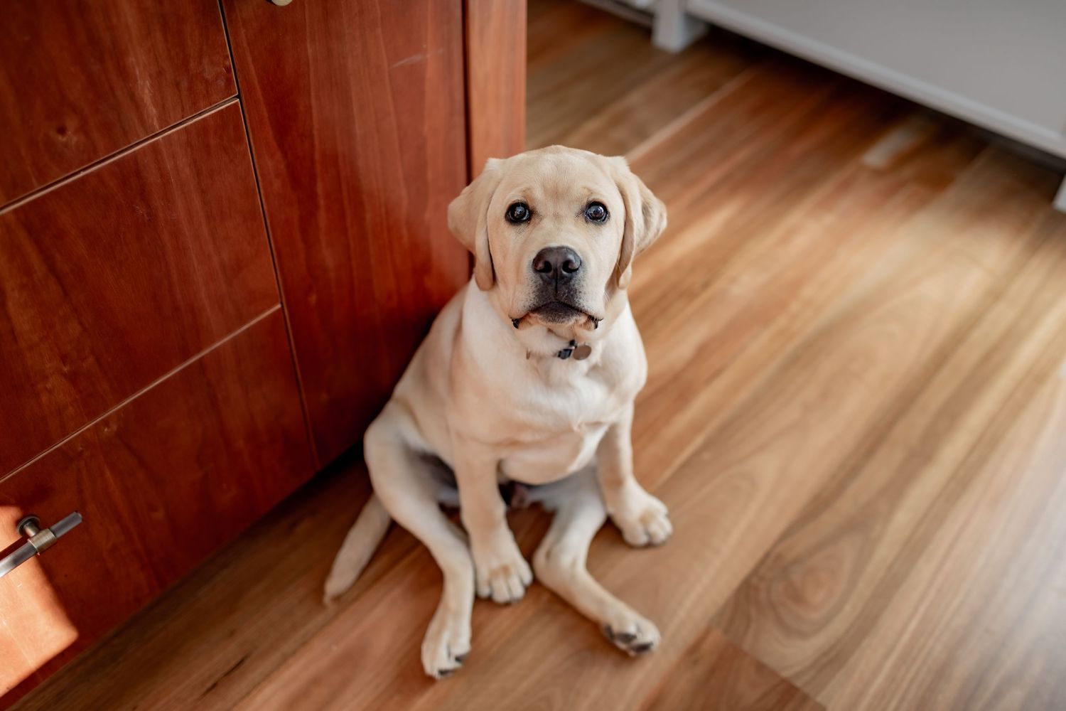 Yellow Labrador puppy sitting on hardwood floor against wooden door.