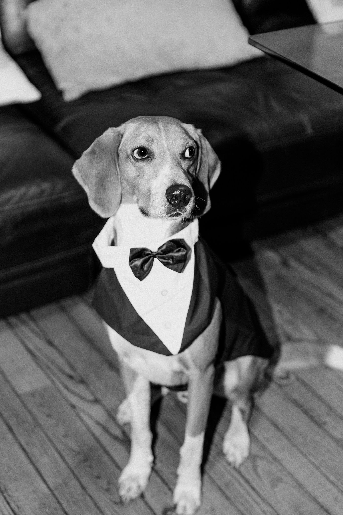 Adorable beagle wearing a formal black bow tie and tuxedo bib.