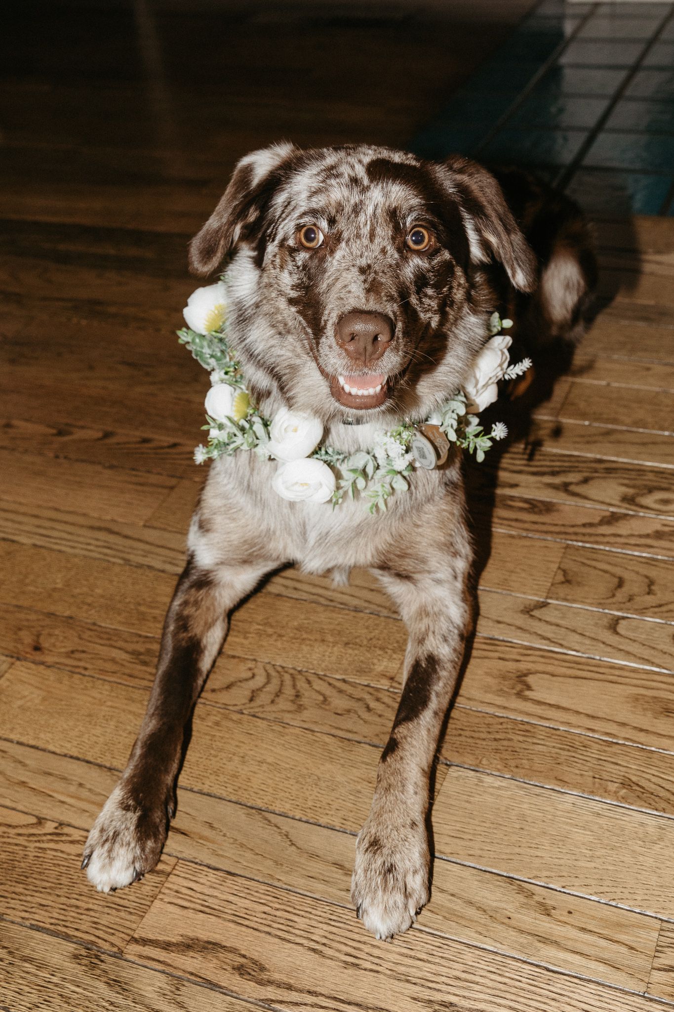 Happy dog wearing a white floral collar laying on hardwood floor.