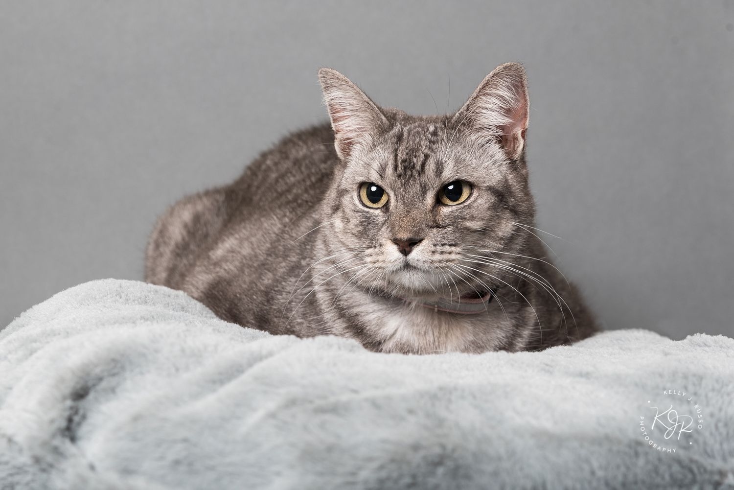 Houston pet calendar photography contest