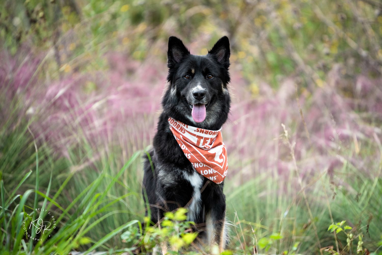 Houston pet calendar photography contest
