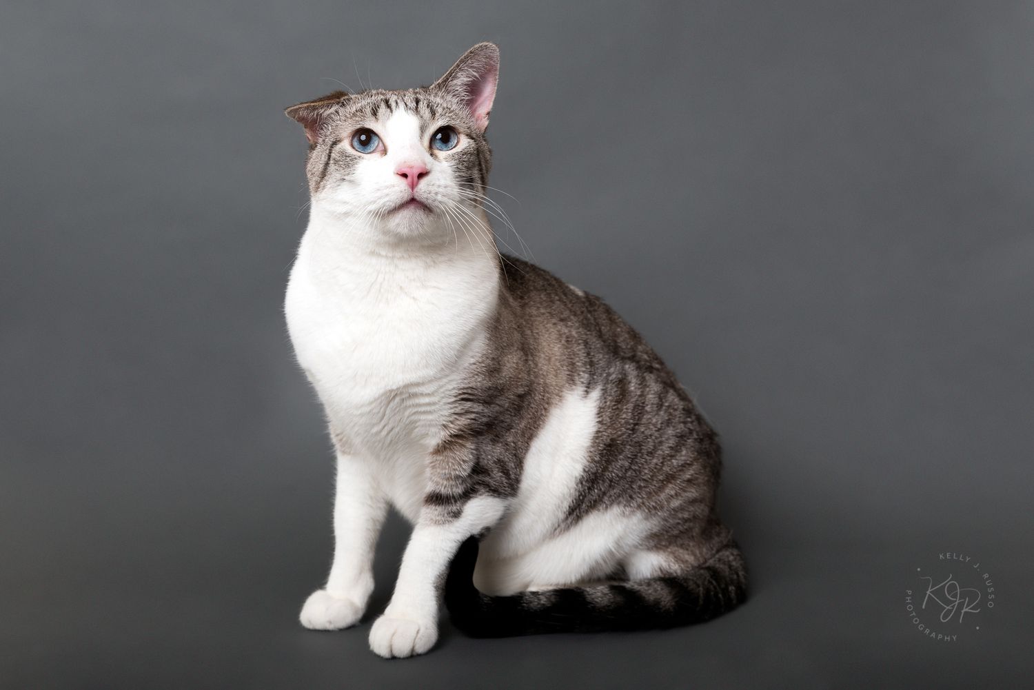 Houston pet calendar photography contest