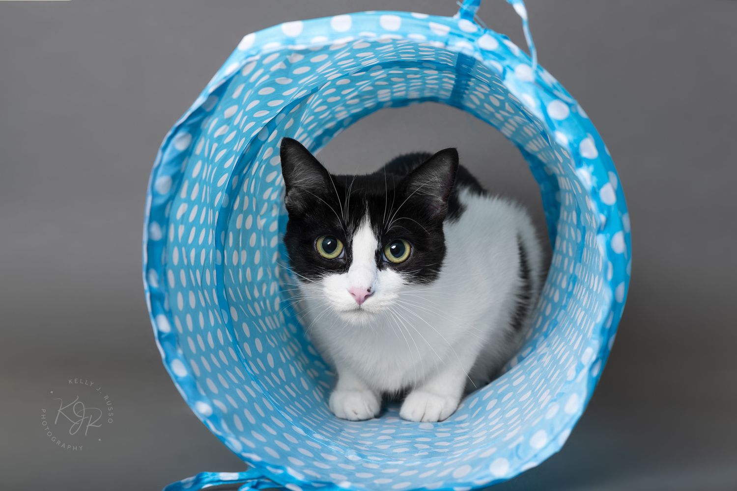 Houston pet calendar photography contest