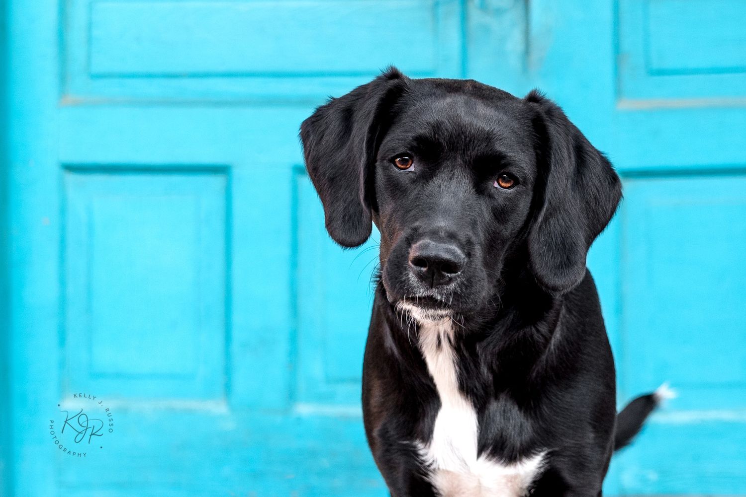 Houston pet calendar photography contest