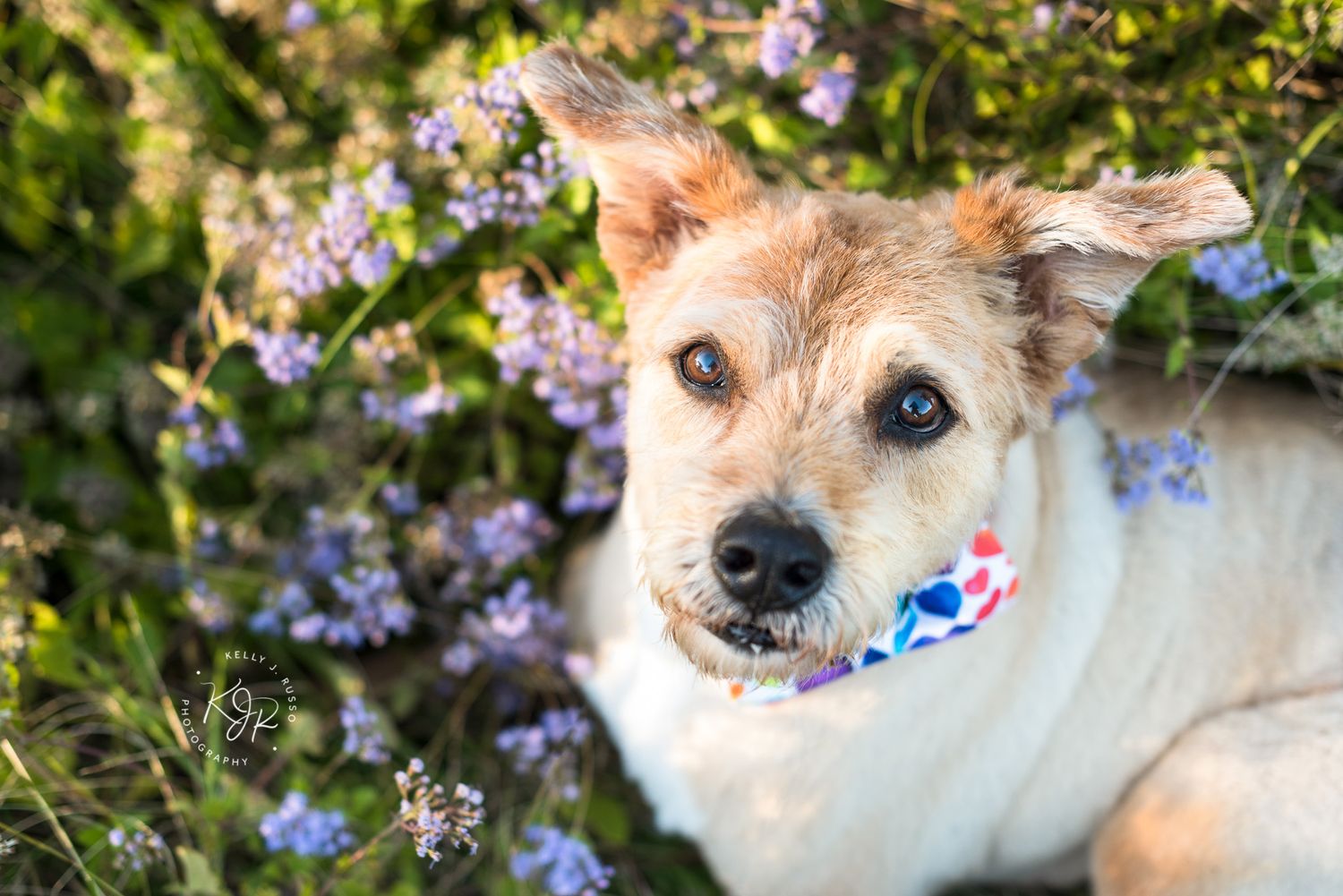 Houston pet calendar photography contest