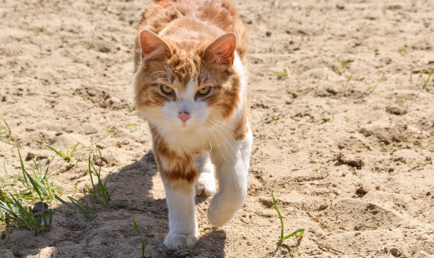 orange tabby cat looking at camera