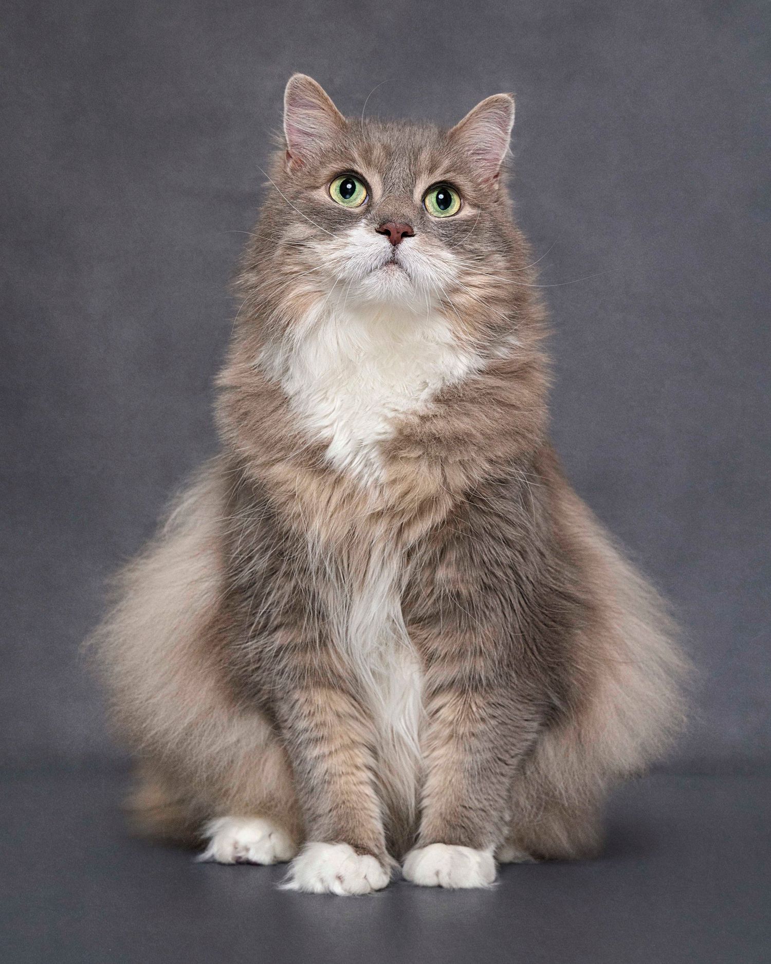 Artistic Pet Photography