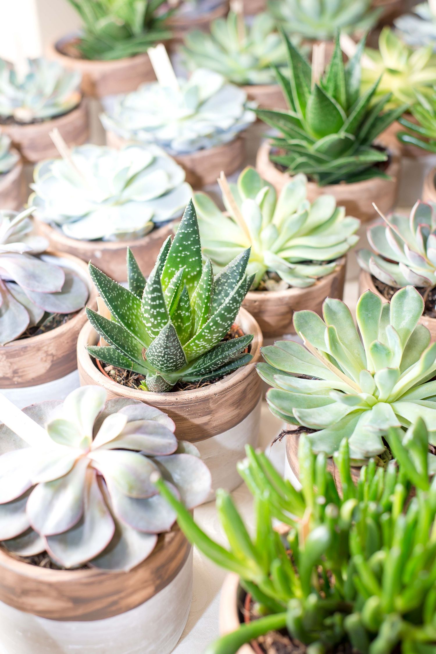 succulent party gifts for a baby shower in houston texas