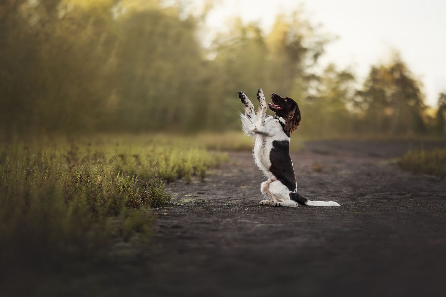 Black and white dog stretching playfully on dirt path at sunset.