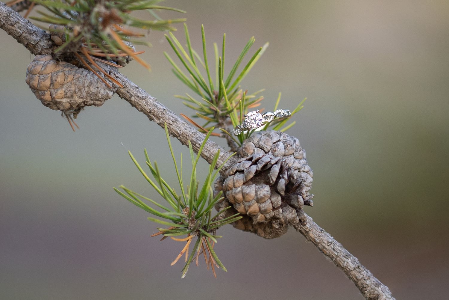 Close up macro shot of a pine branch with needles and small pinecone in soft focus.