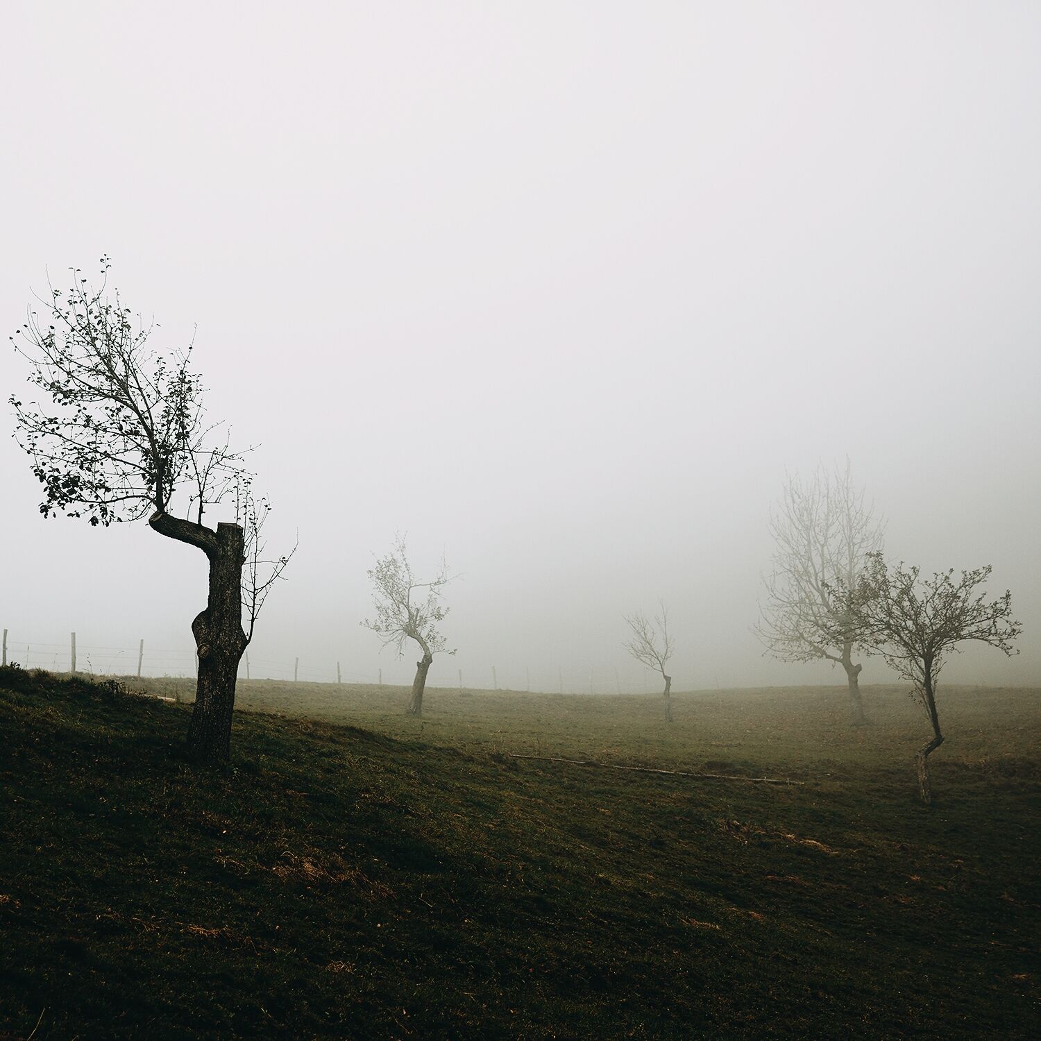 The fog