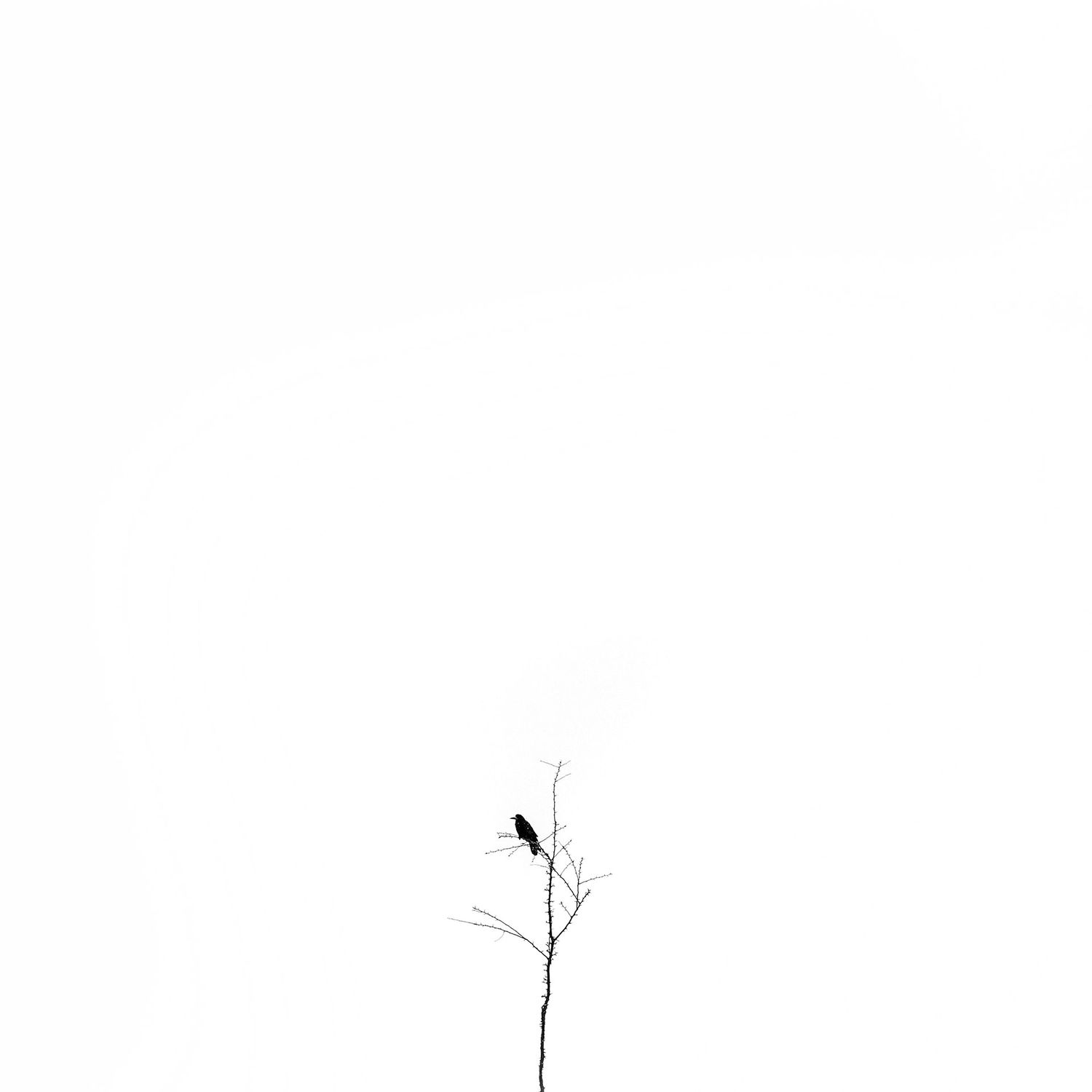 Bird on a tree