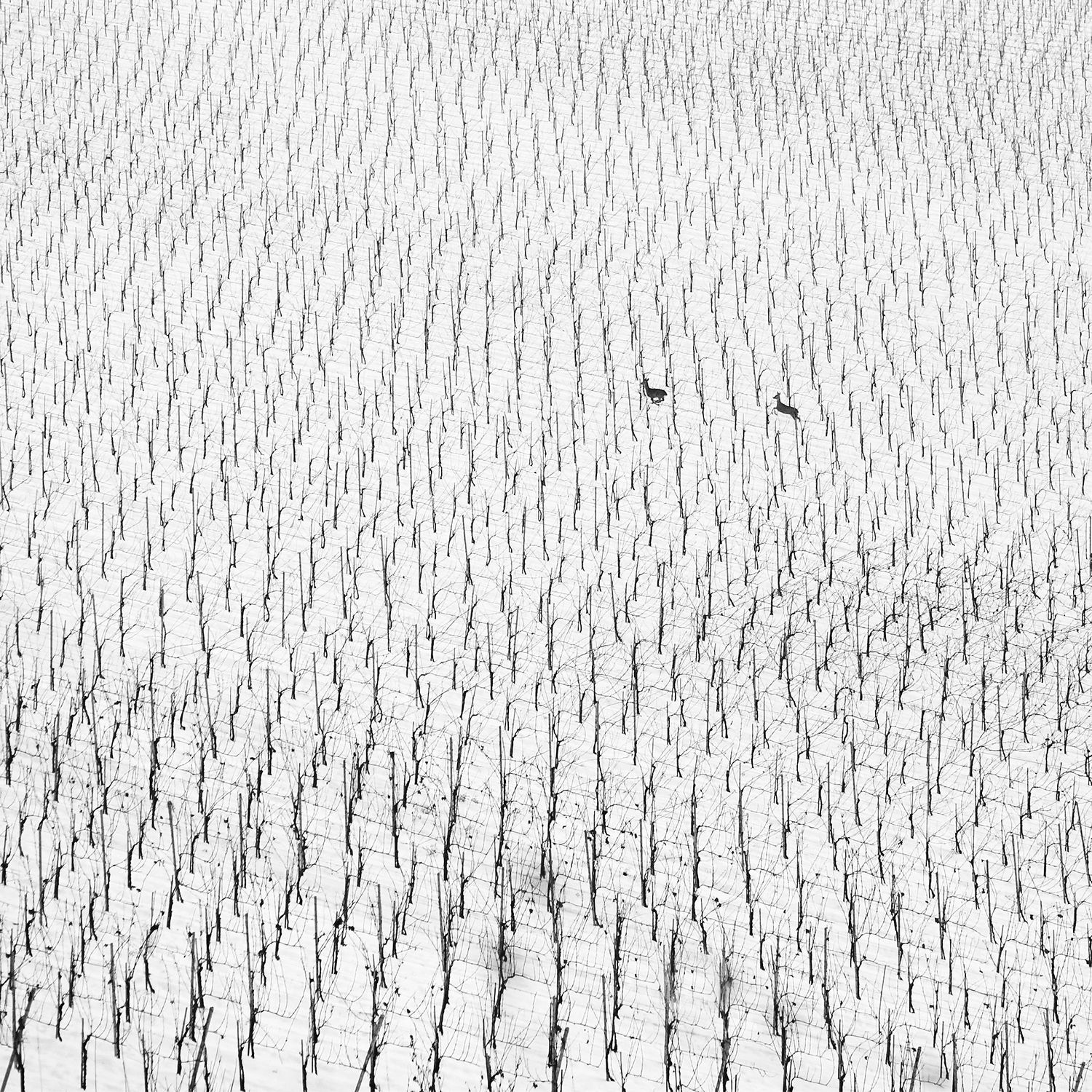 Vineyard in winter - minimalism