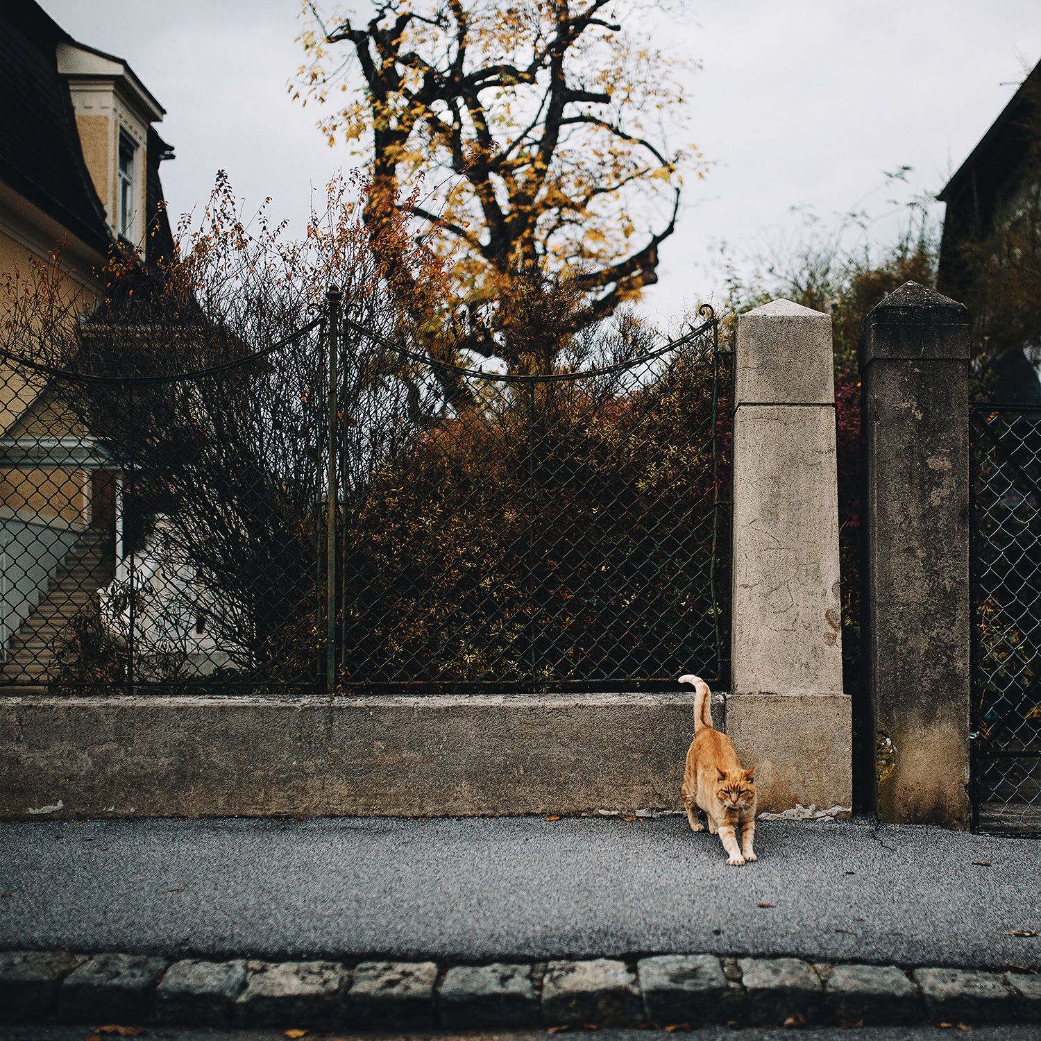 Cat on the road