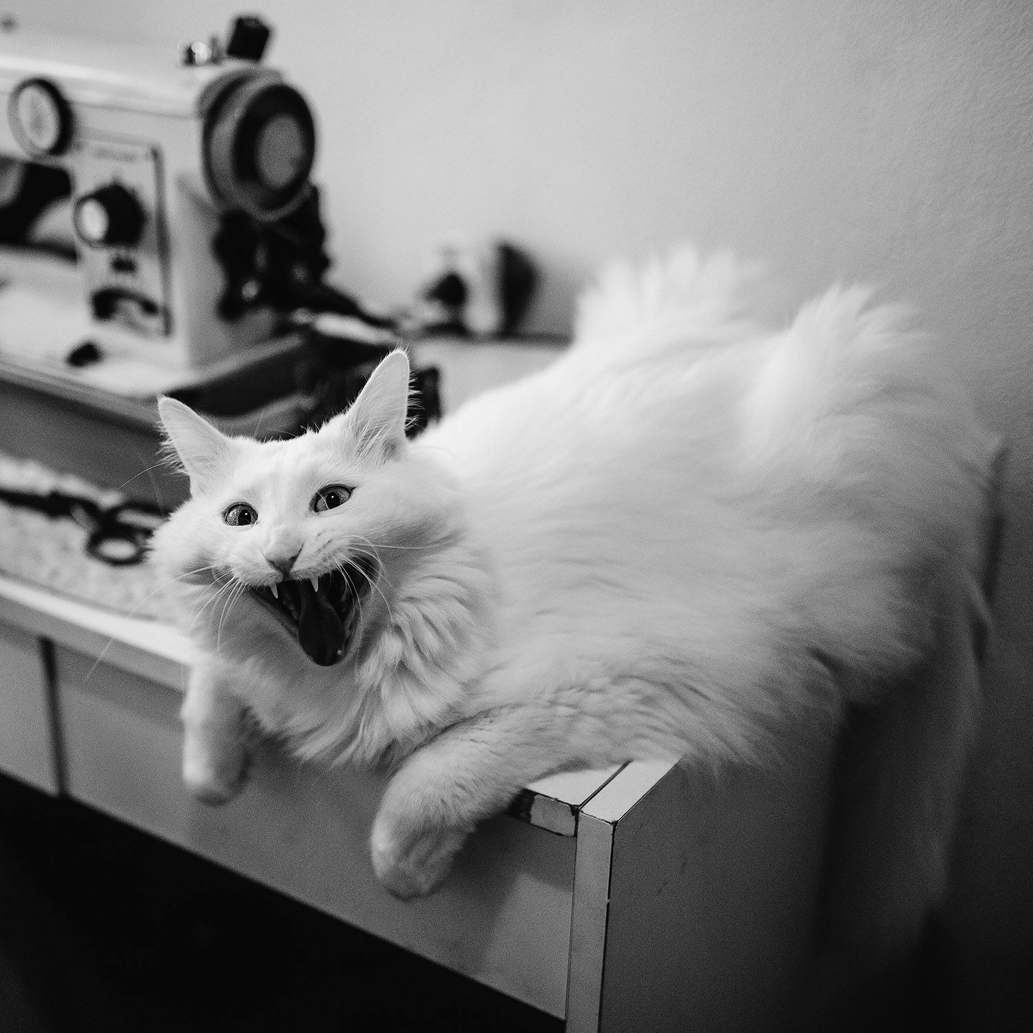 A cat