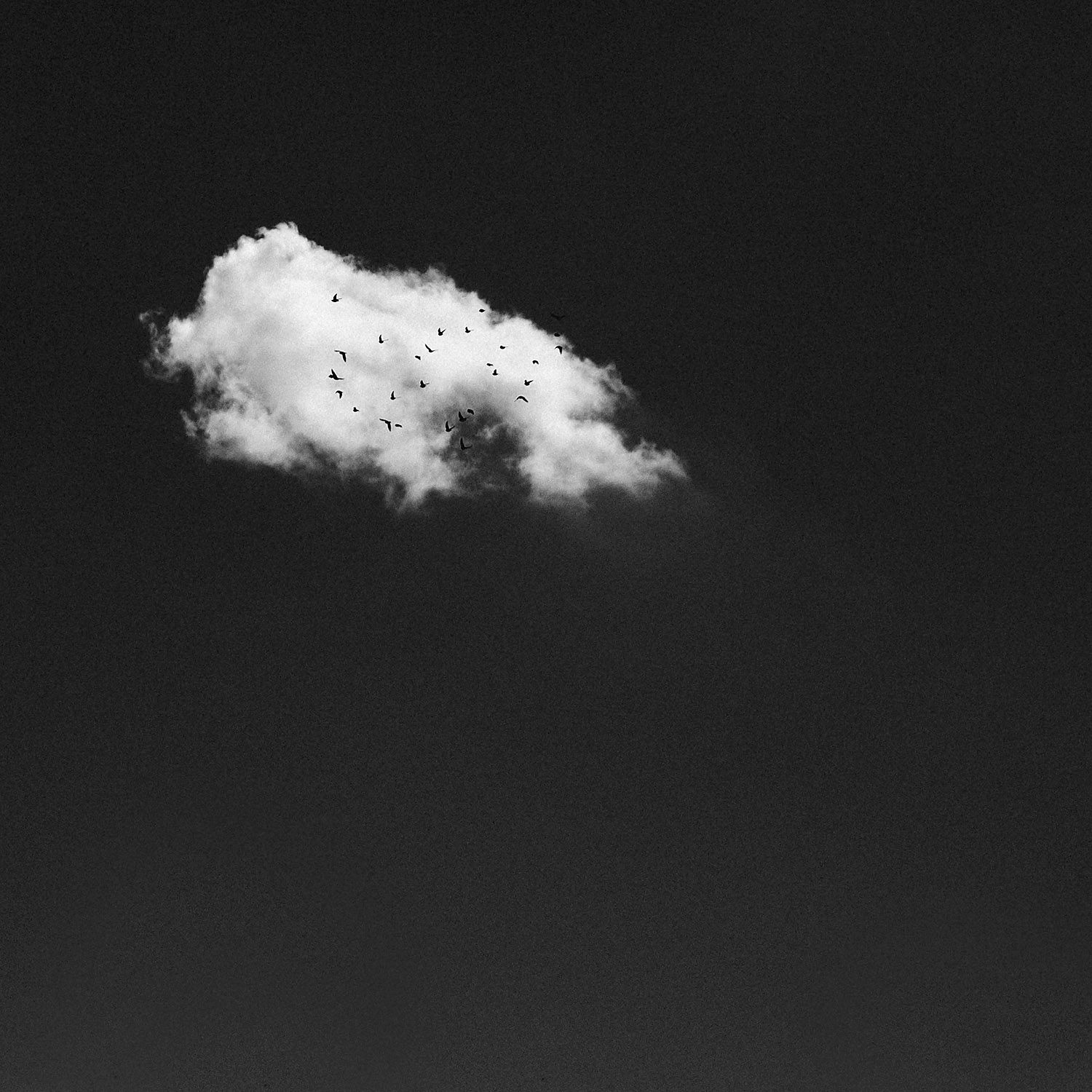 A cloud with birds