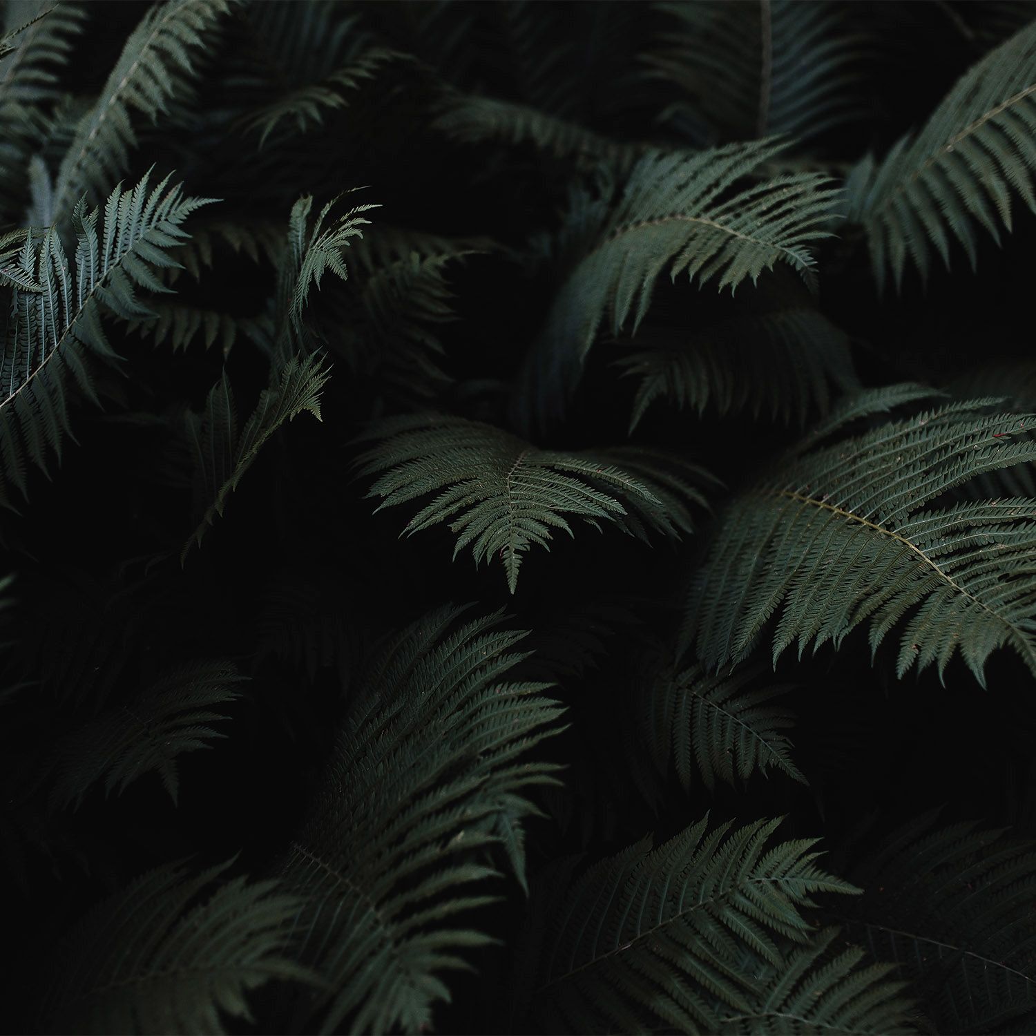Fern