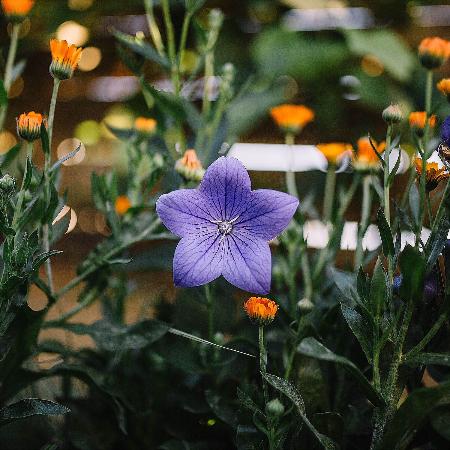 The purple flower