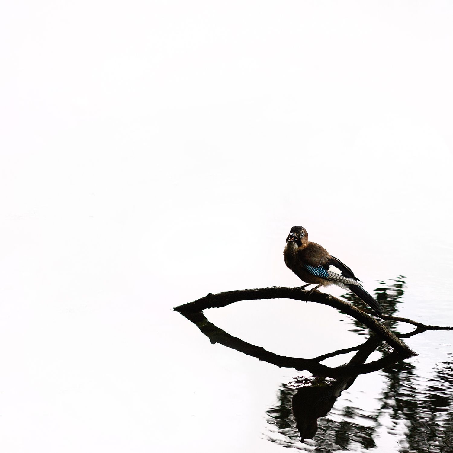 Bird on a lake