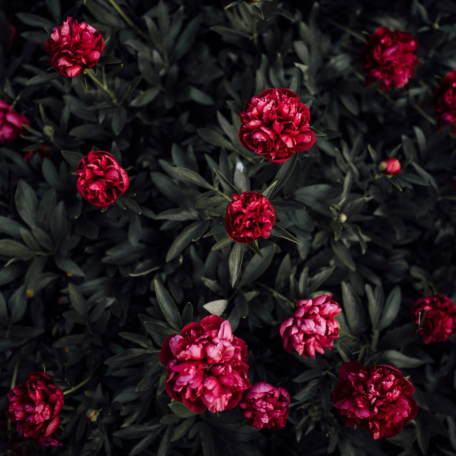 Colorful garden