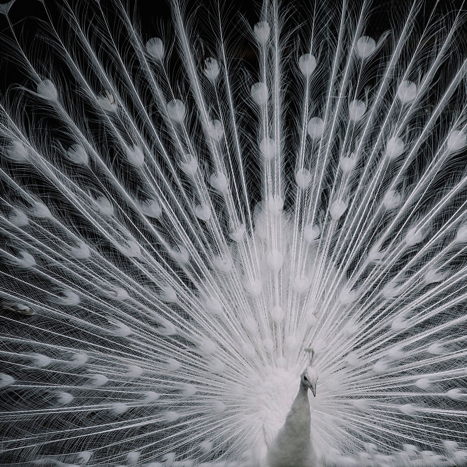 White peacock