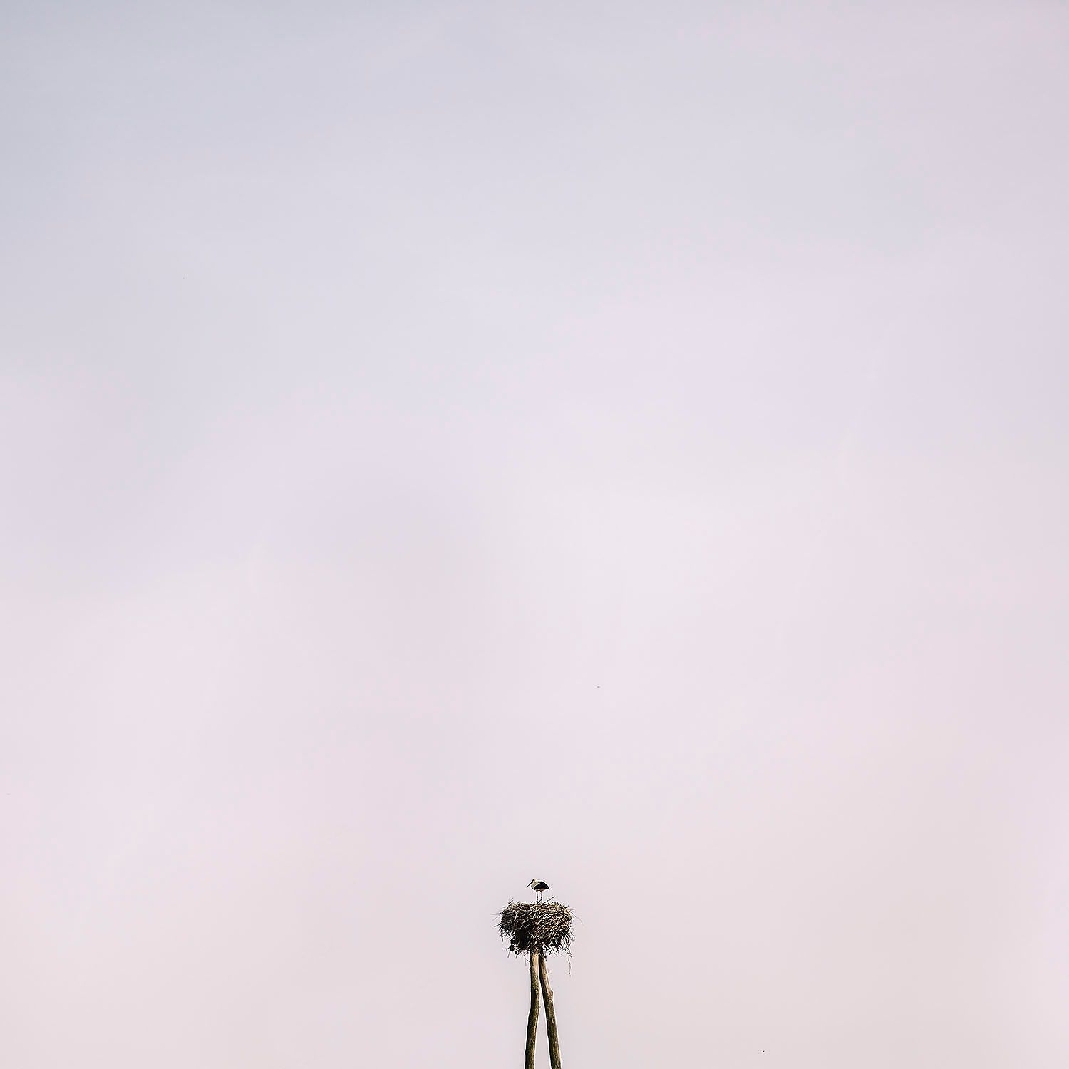 Stork in Slovenia