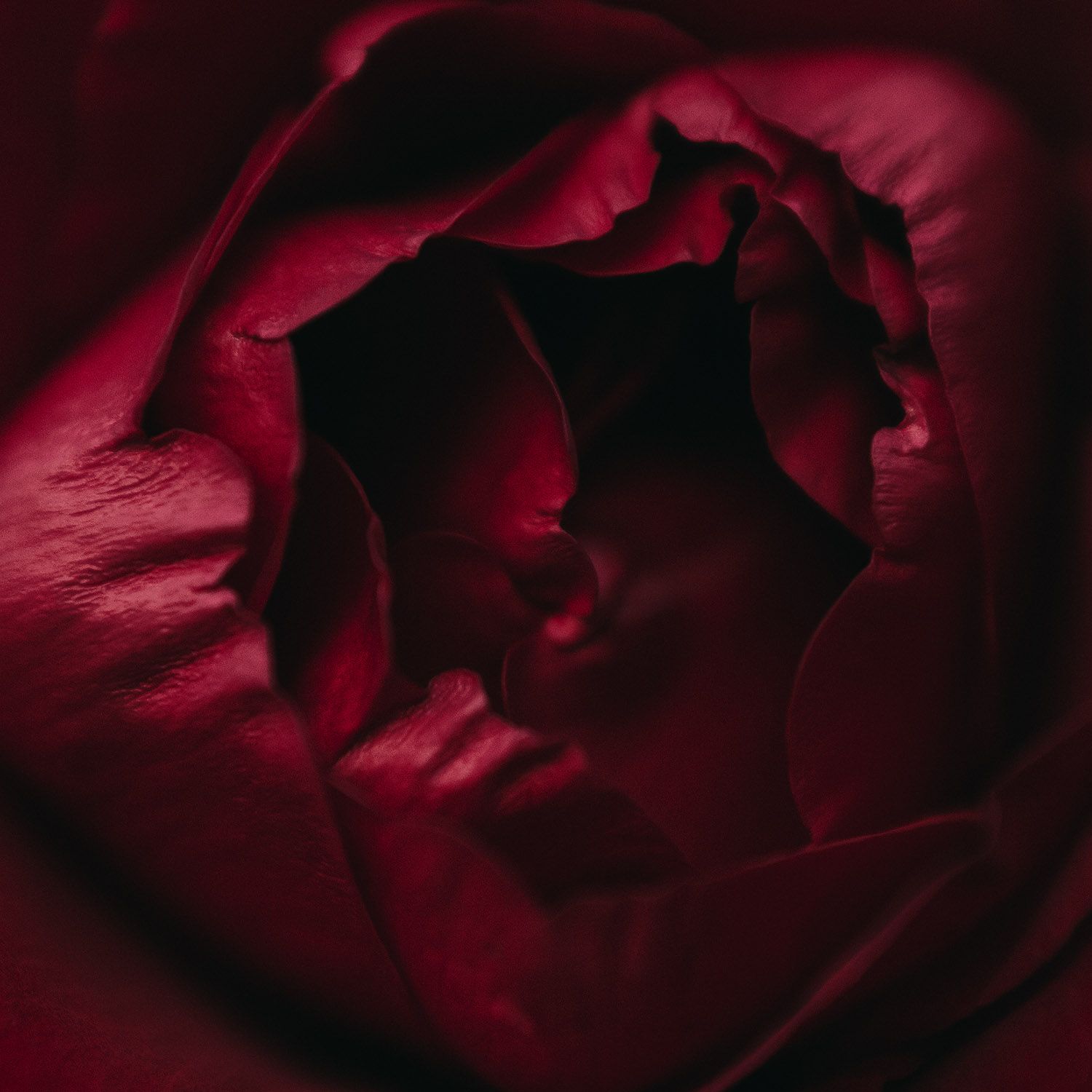 Red flower
