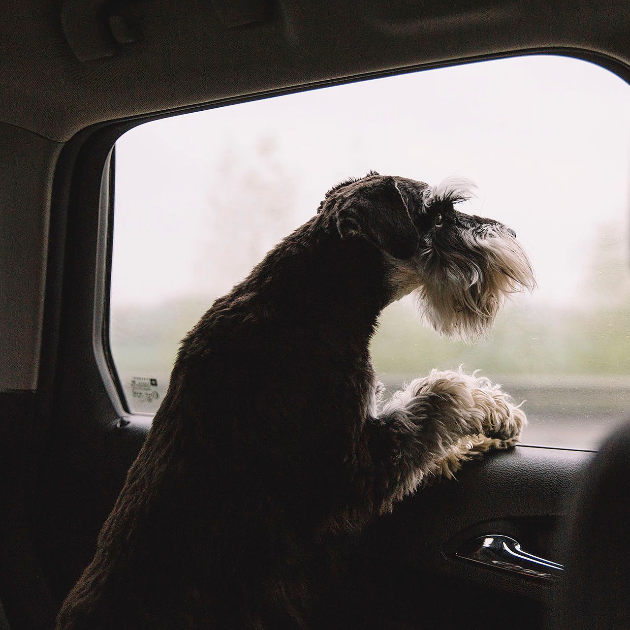 Dog in a car