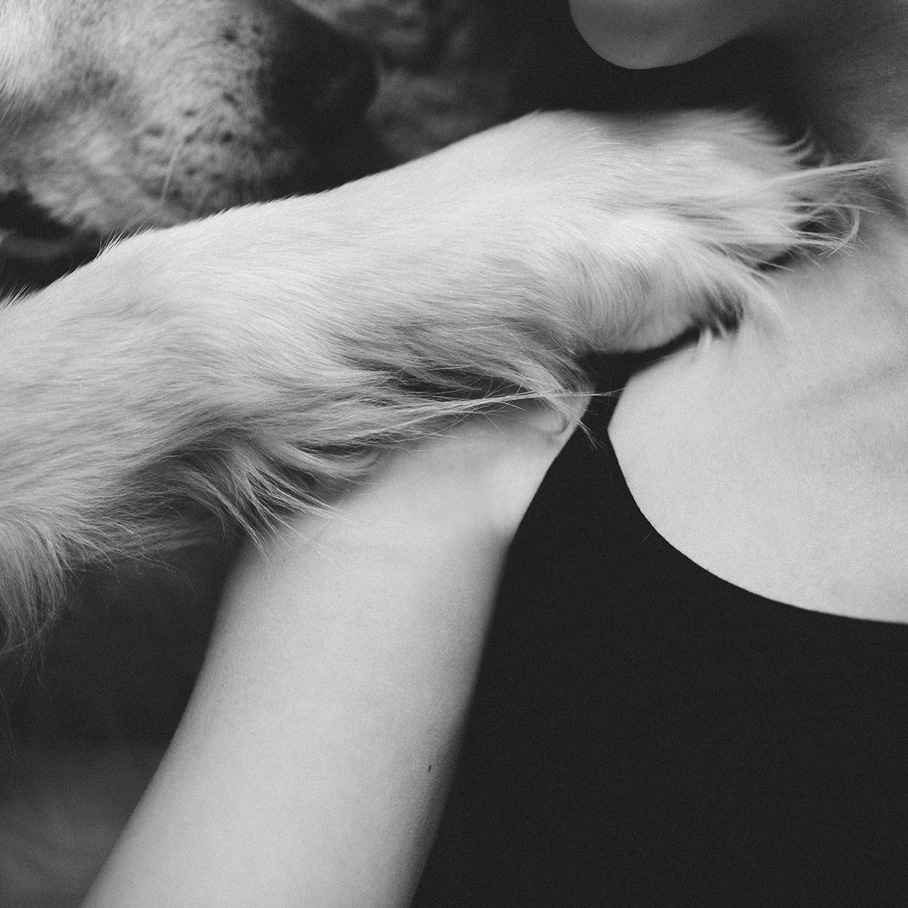 Dog and a girl