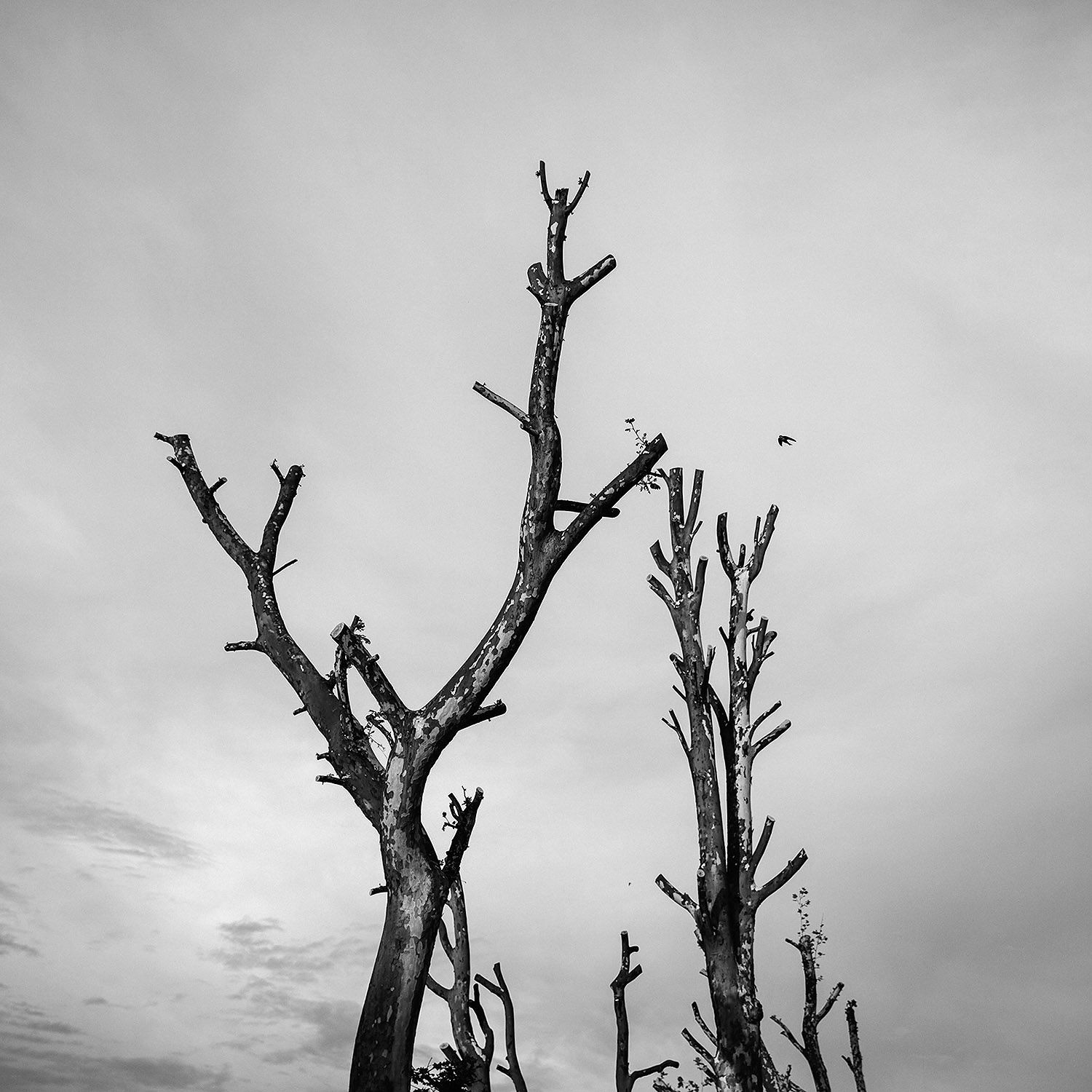 Dead trees