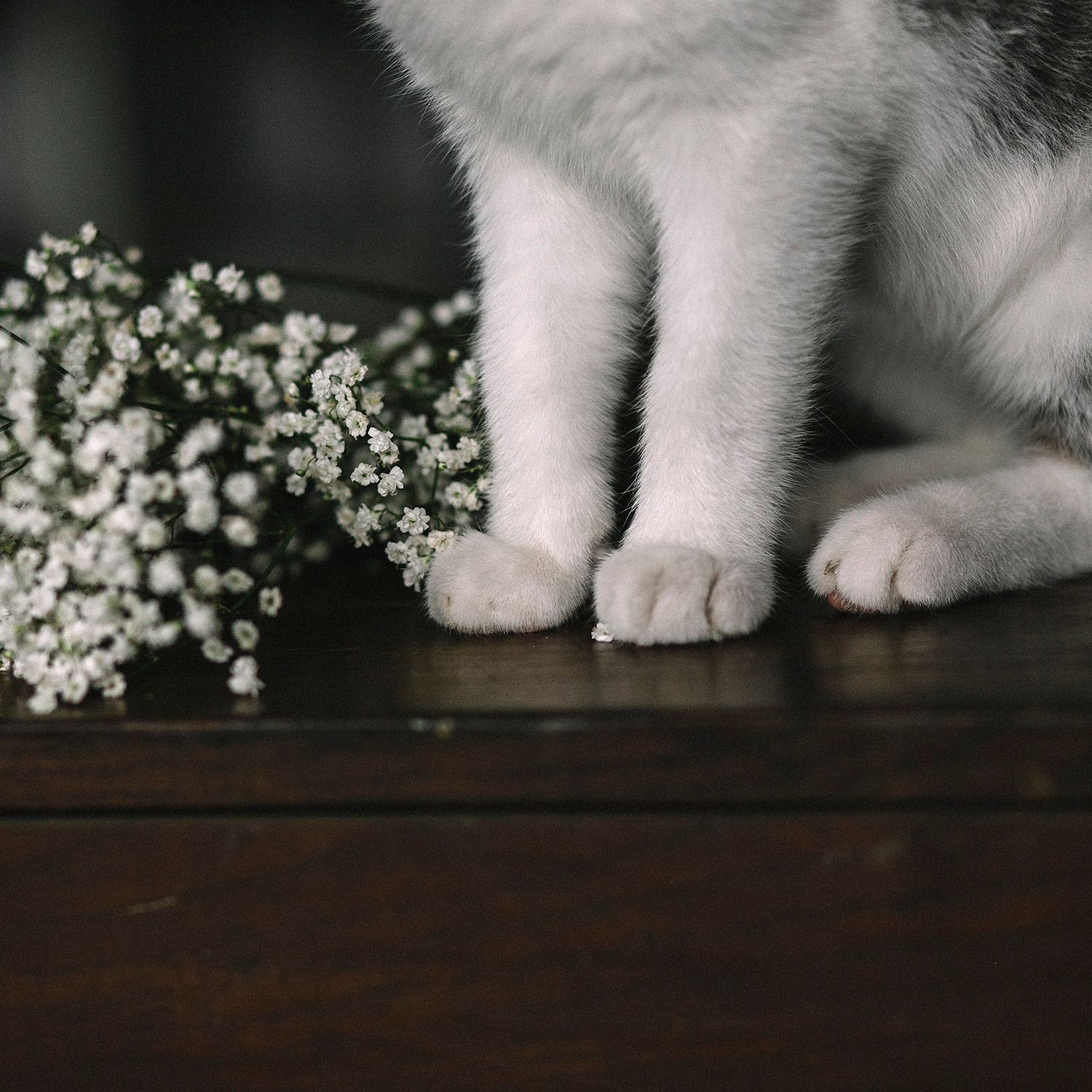 A cat with flowers