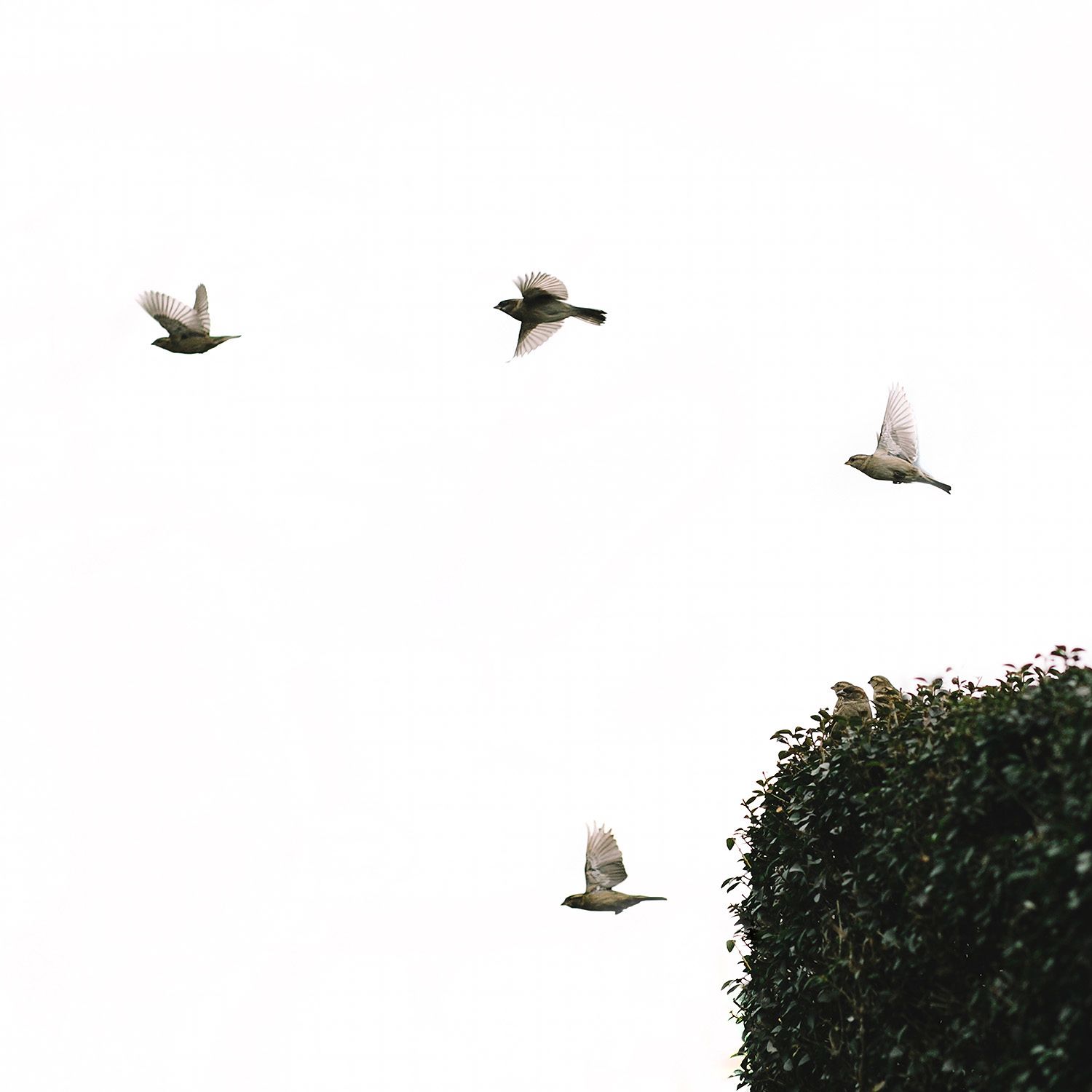 Birds