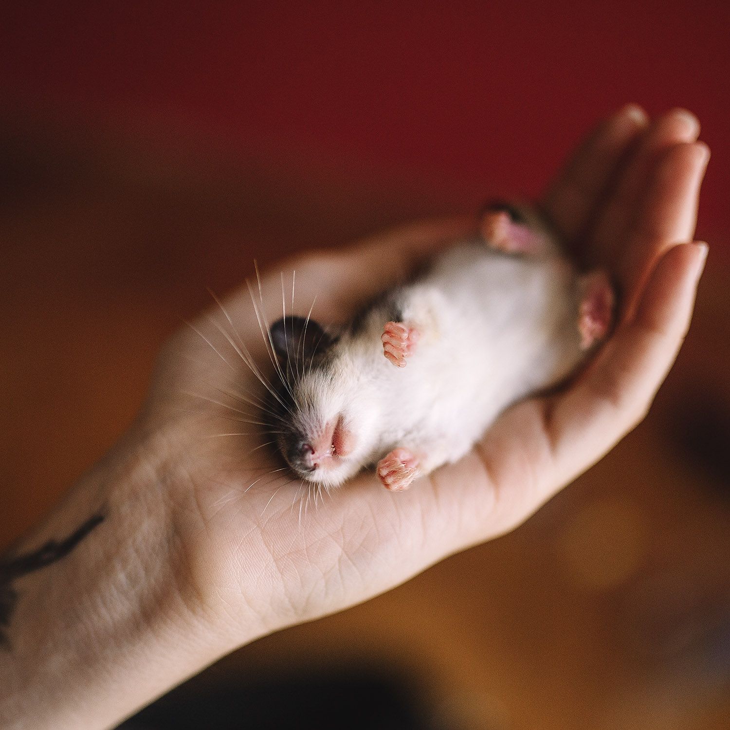 Dormouse