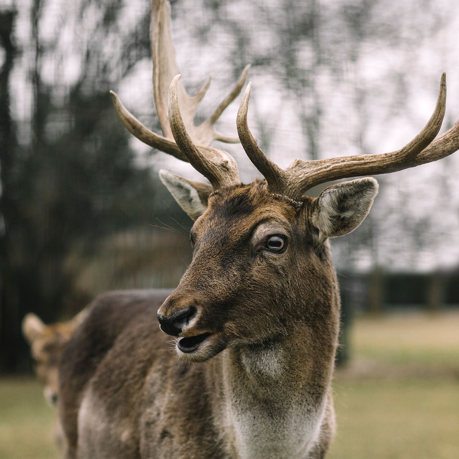 A deer