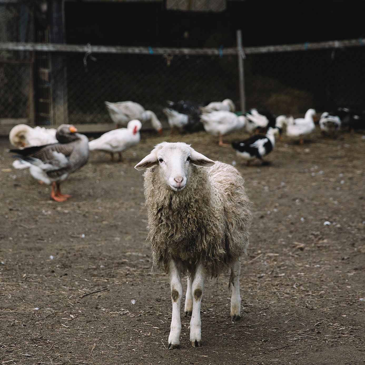 Sheep with a company