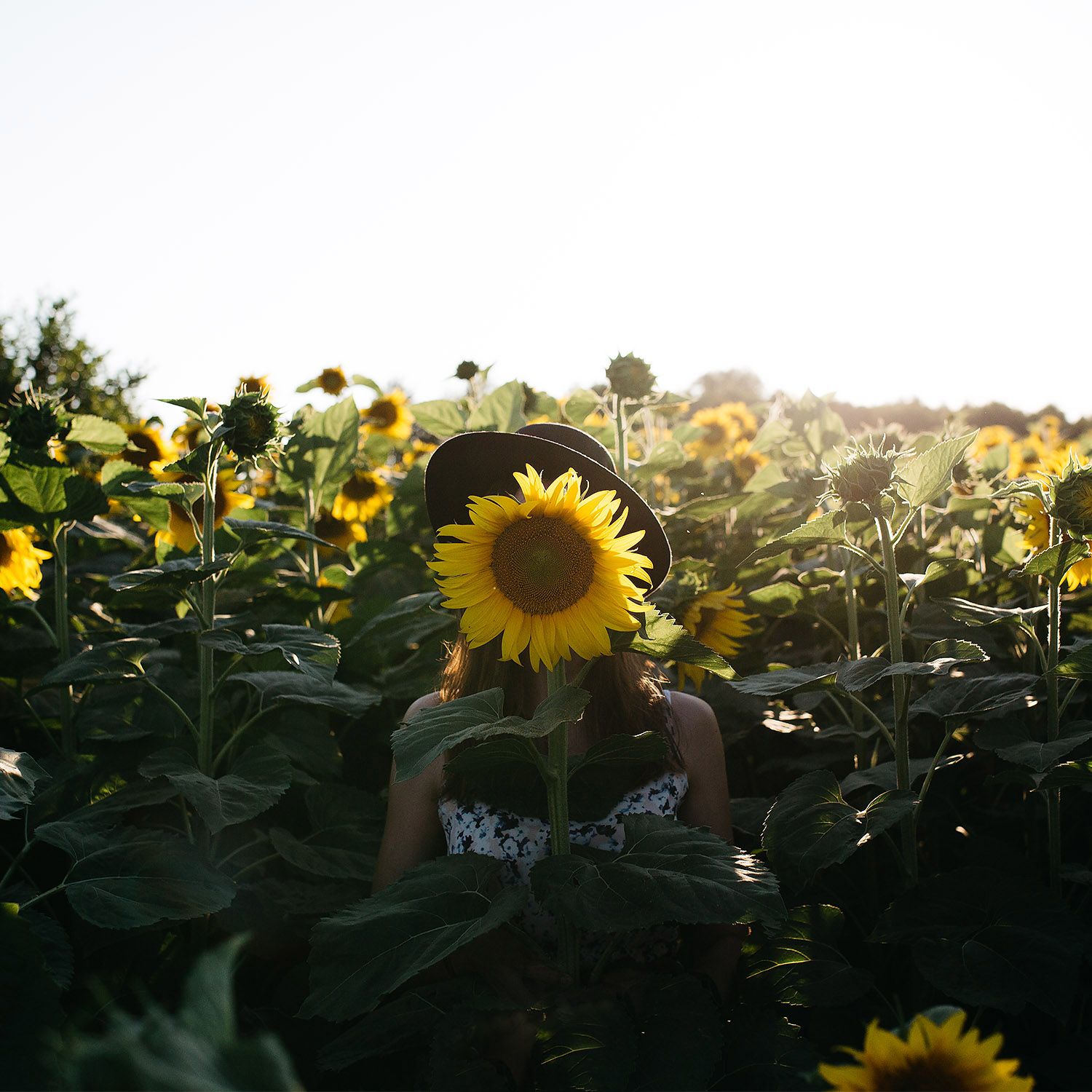 Girl in a sunflower field