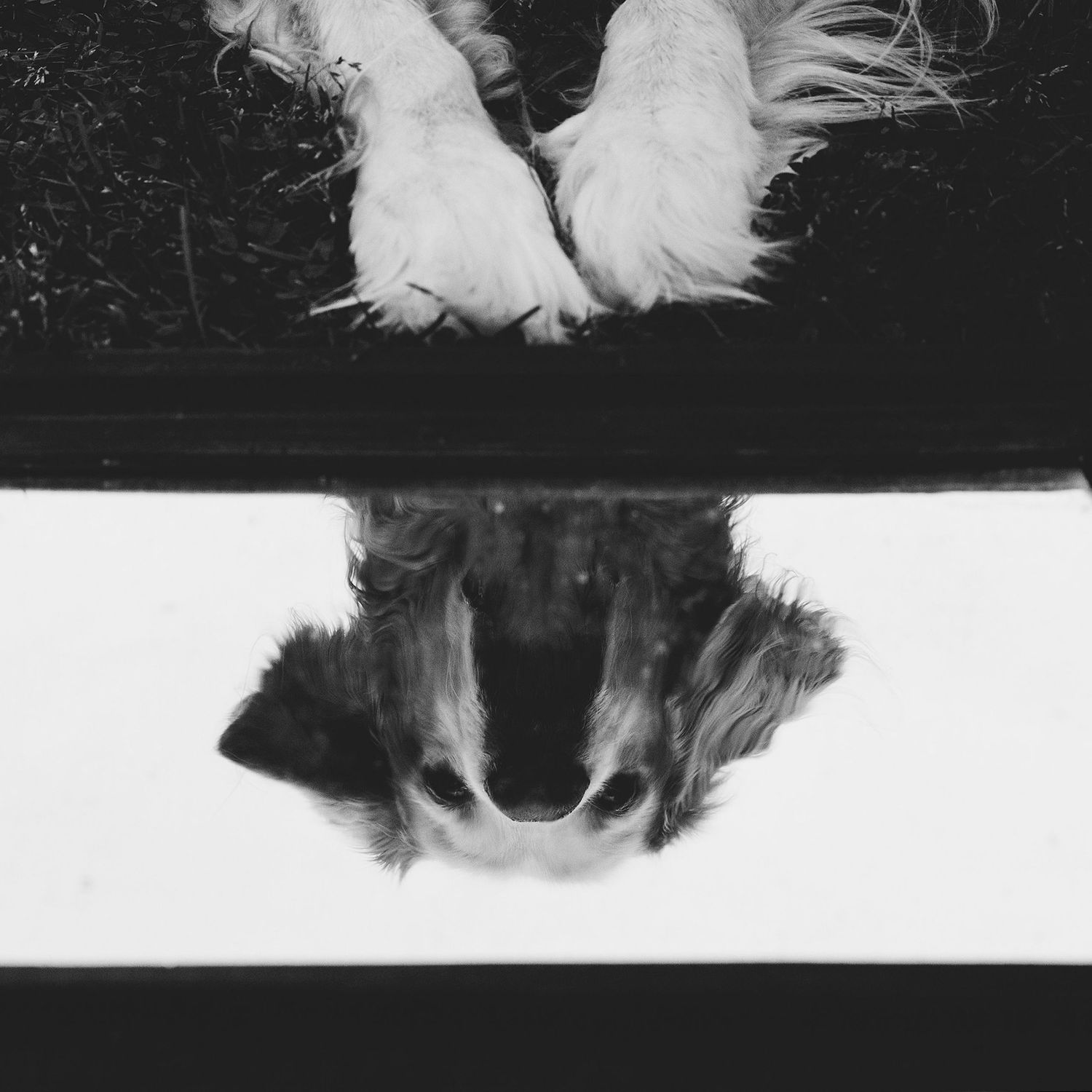 Reflection of a dog