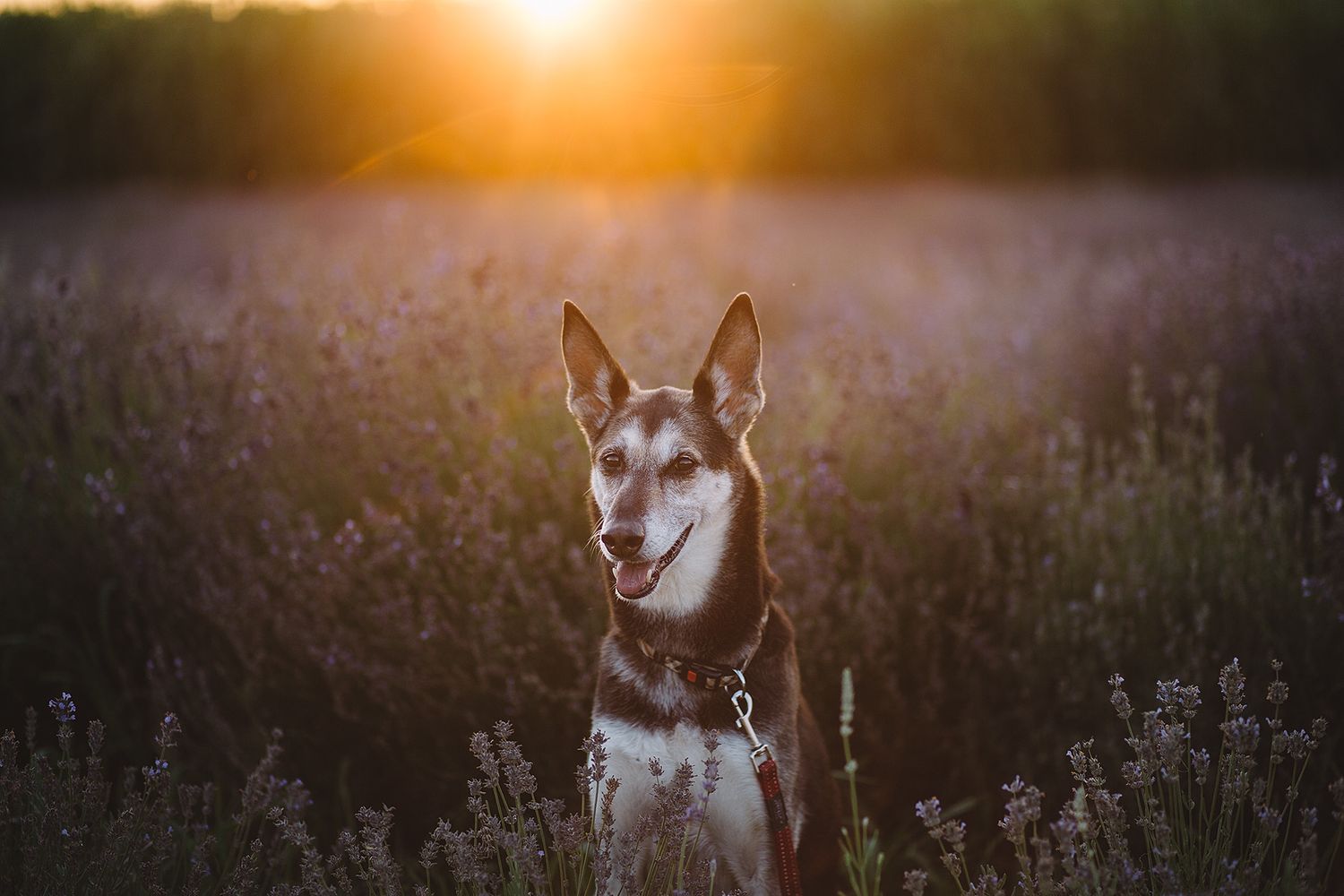 Dog in a lavender field
