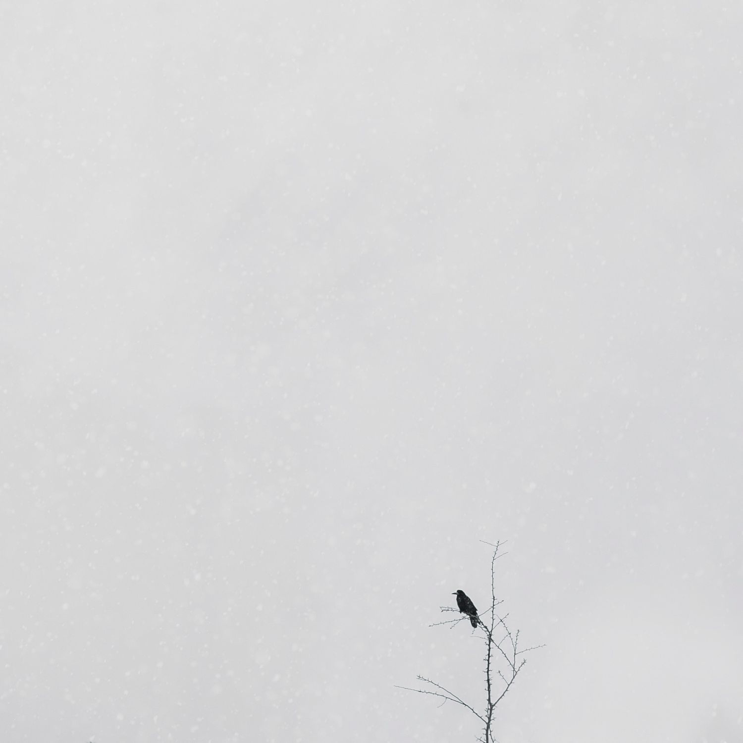 Bird on a tree