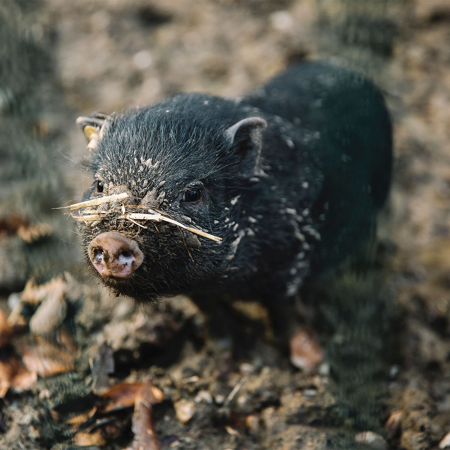 Cute little pig