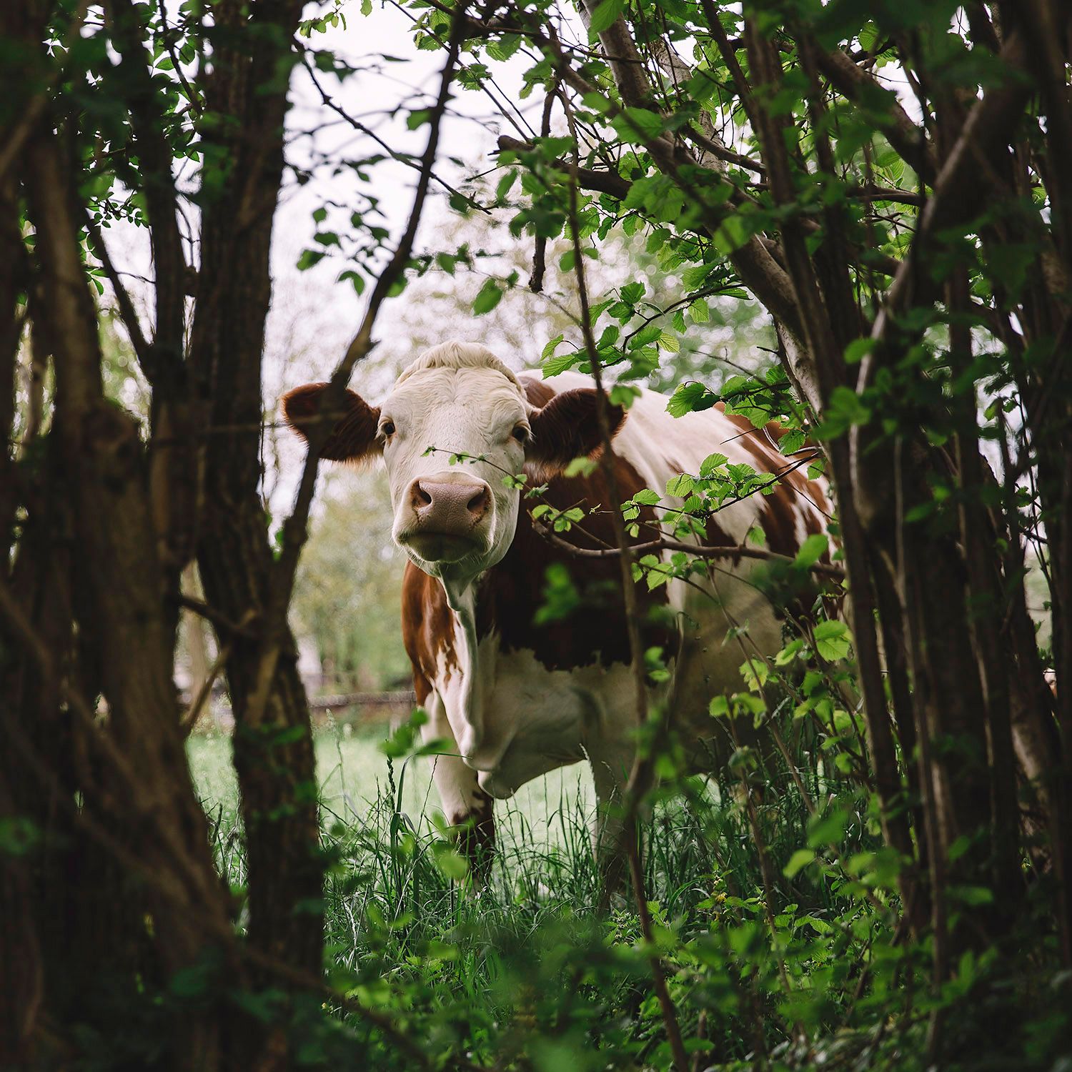 A happy cow