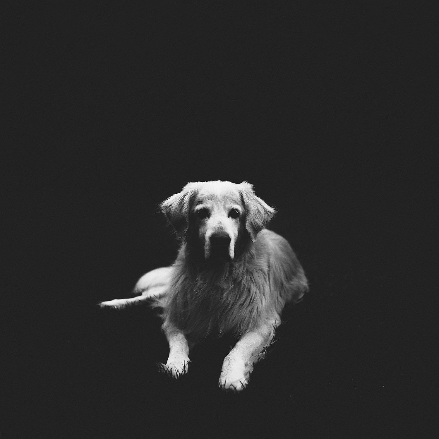 My dog
