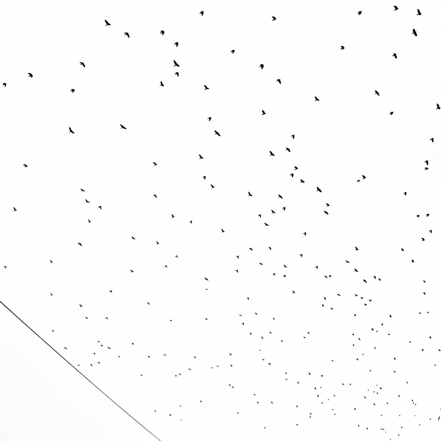 Sky full of birds
