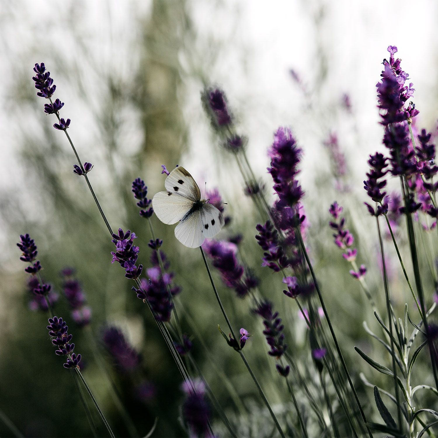 Butterfly in lavender