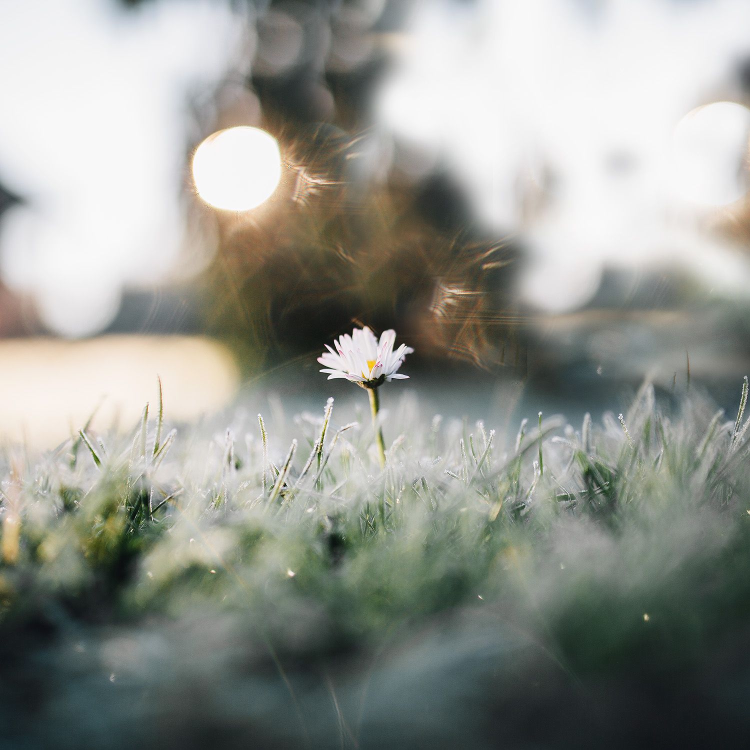 Lonely daisy
