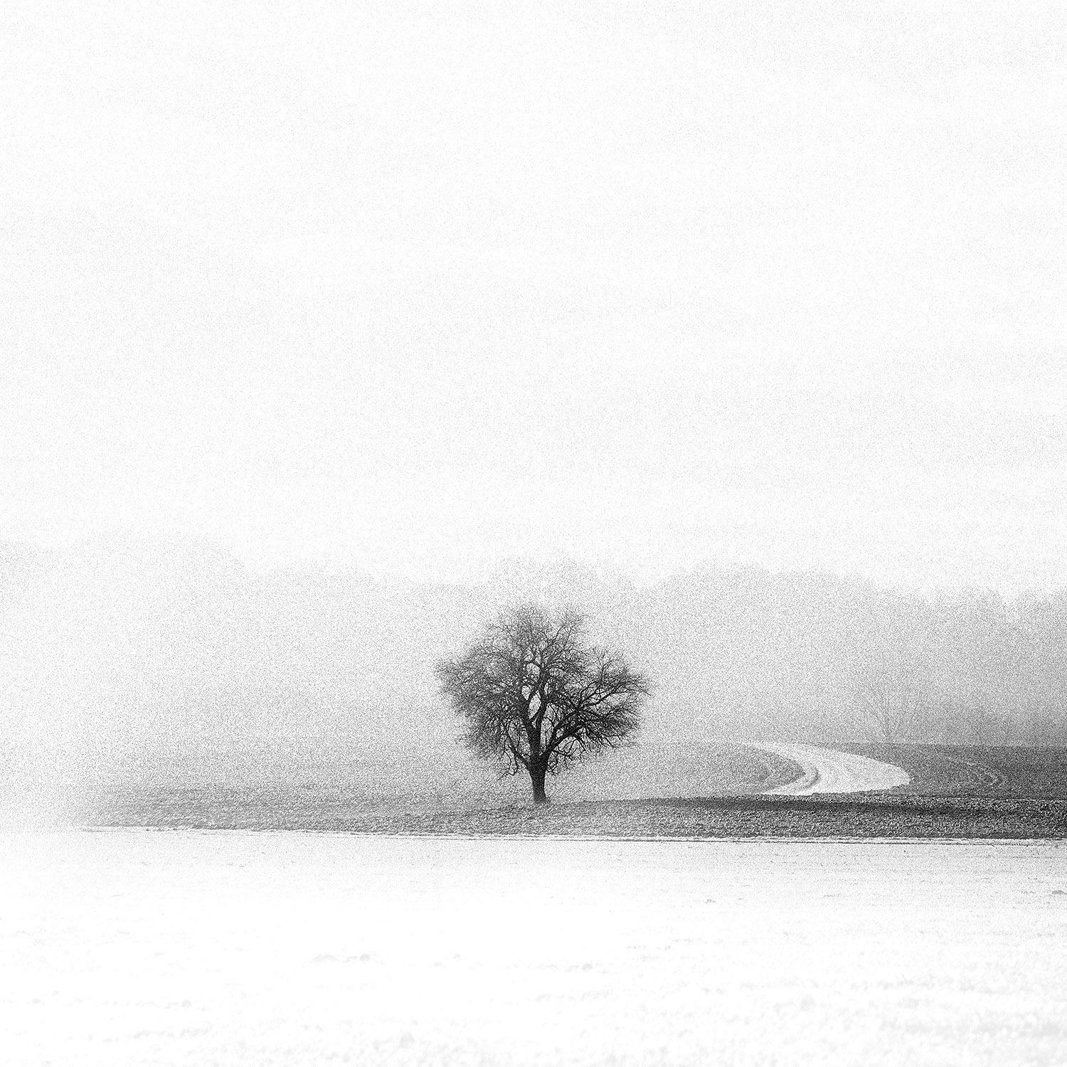 Lonely tree