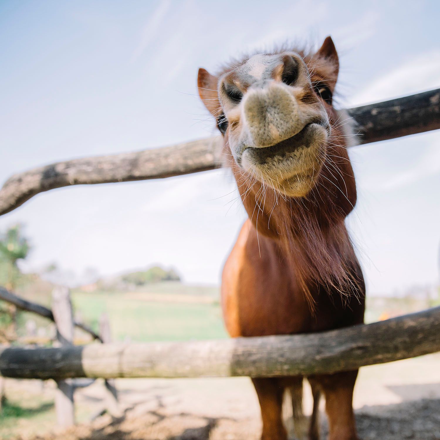 Curious horse