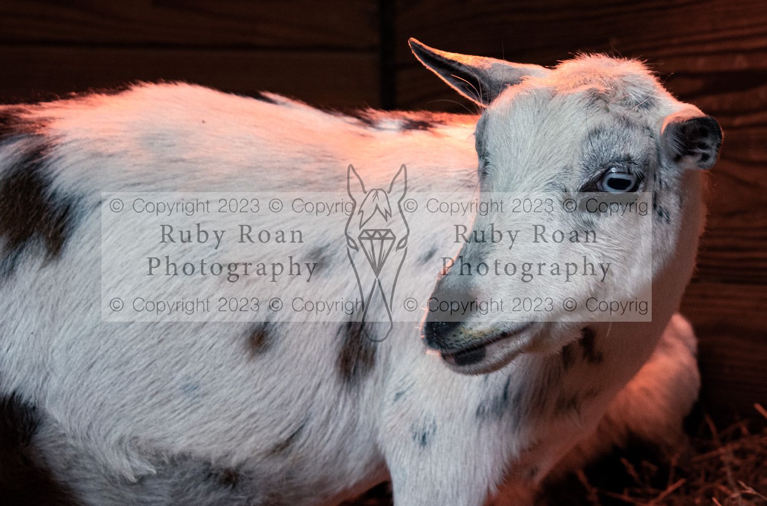 White goat with black spots looking to left