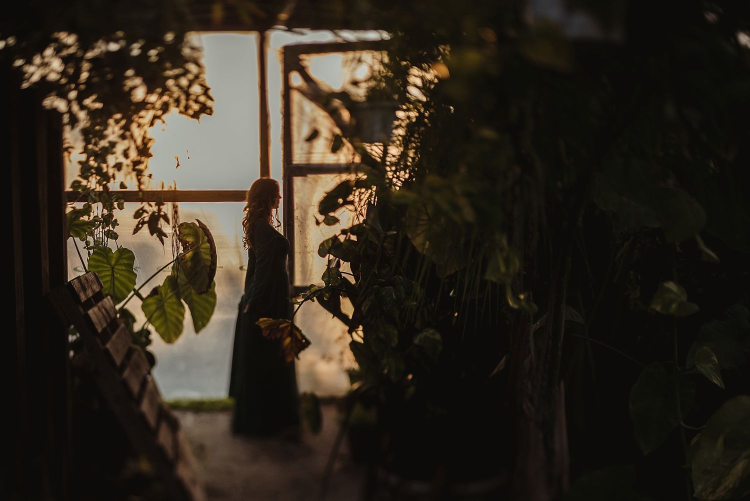 Silhouette framed by window and vines during golden hour.